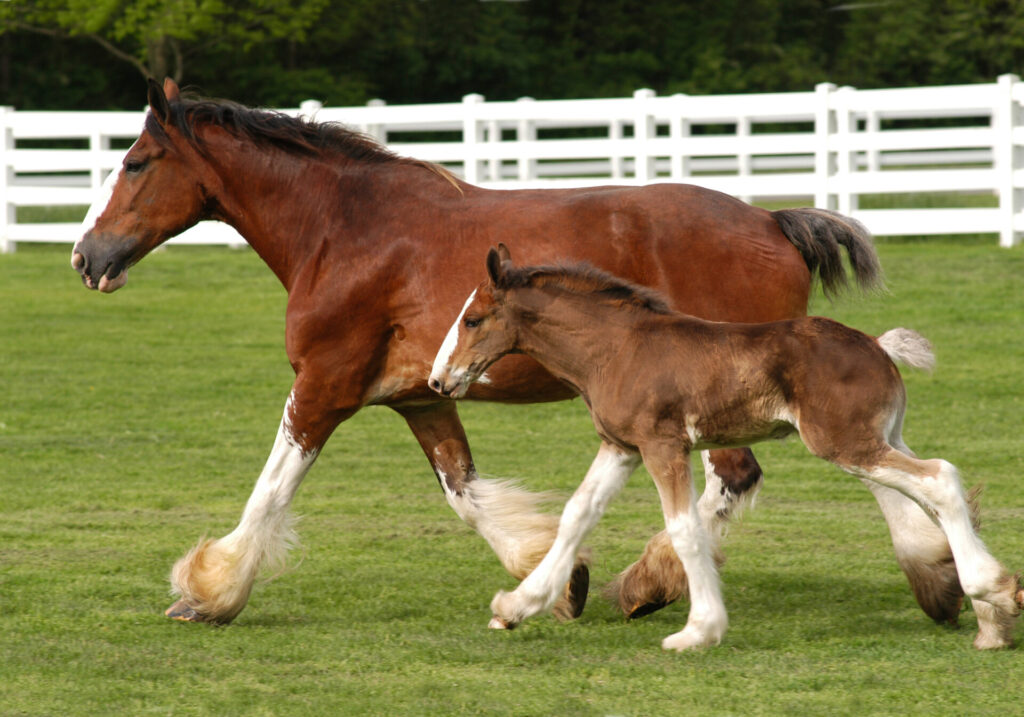 Budweiser Clydesdales: Missouri Budweiser Clydesdales: Missouri