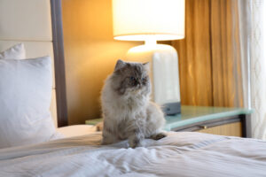 Dogs aren’t the only furry friends who travel with their people. Cats are welcome at many hotels, including Fairmont Dallas in Texas.