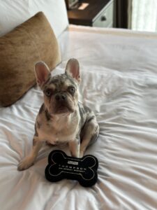 Four-legged guests at Thompson San Antonio - Riverwalk in Texas get a toy when they check in.