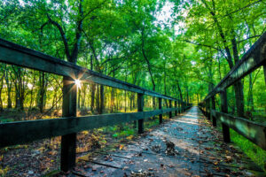 A photo of the historic Natchez Trace. 