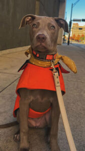 Bondi, a 6-month-old puppy, looks inquisitively at the camera while having her picture taken. 