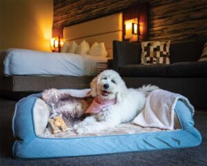 ‘Pawsitively’ perfect: Pet-friendly hotels welcome attendees and furry friends