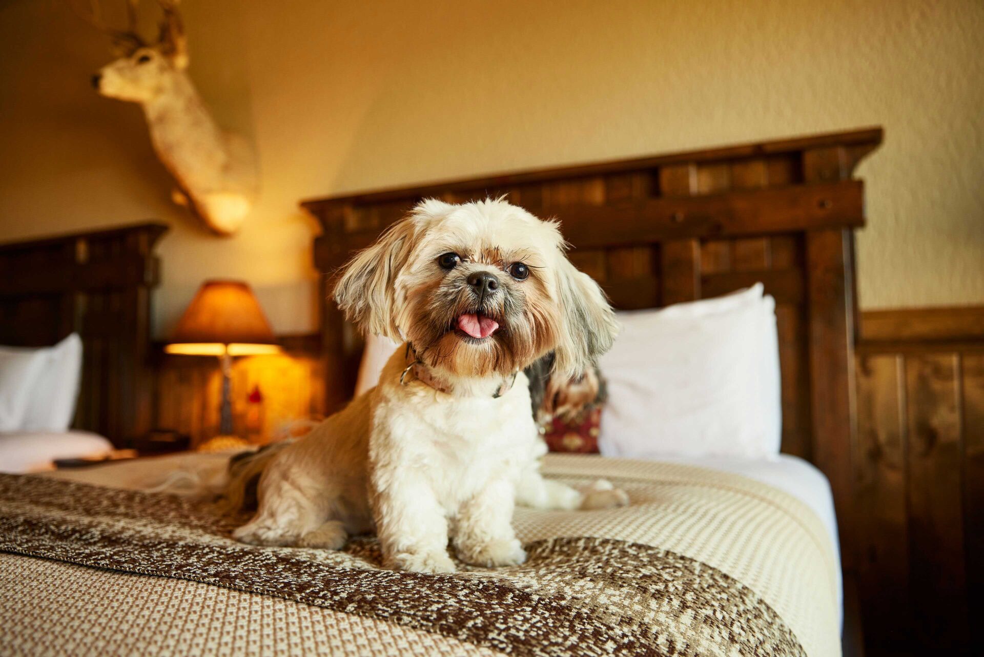 A dog on top of a hotel bed.
