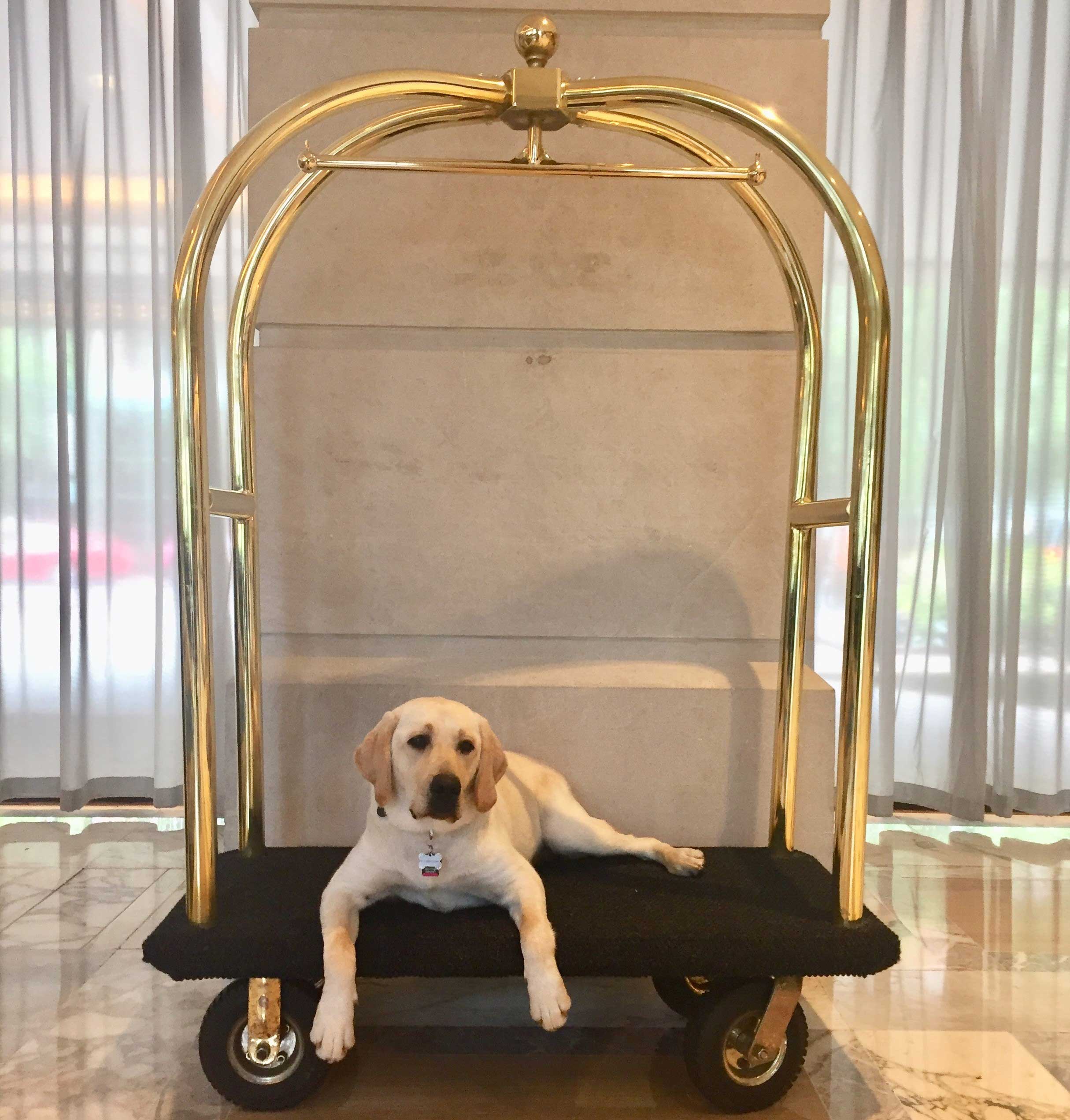 A dog sitting on a hotel cart