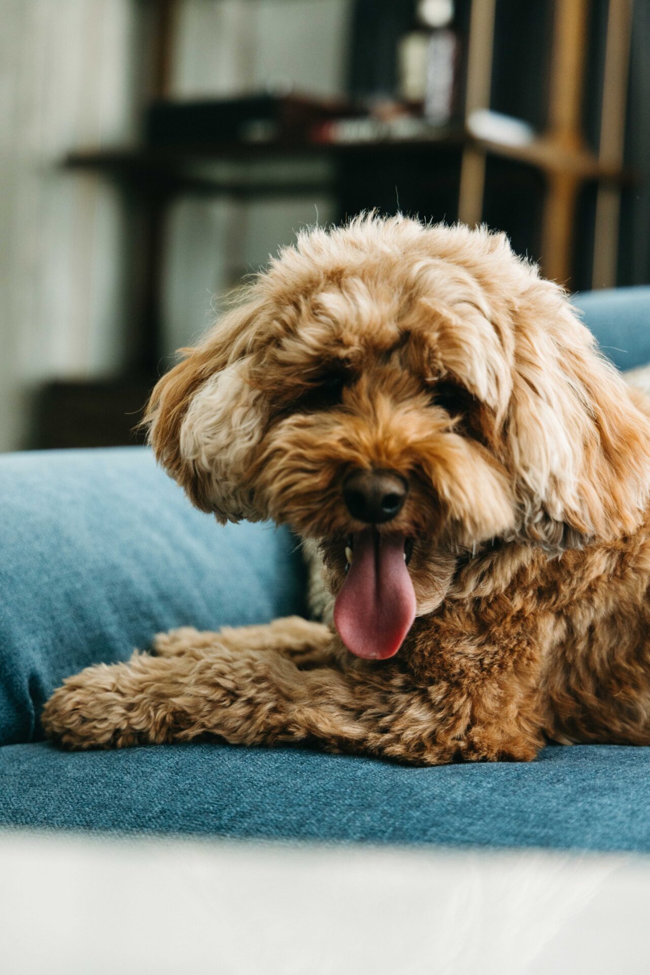 A close-up shot of a brown dog's face.