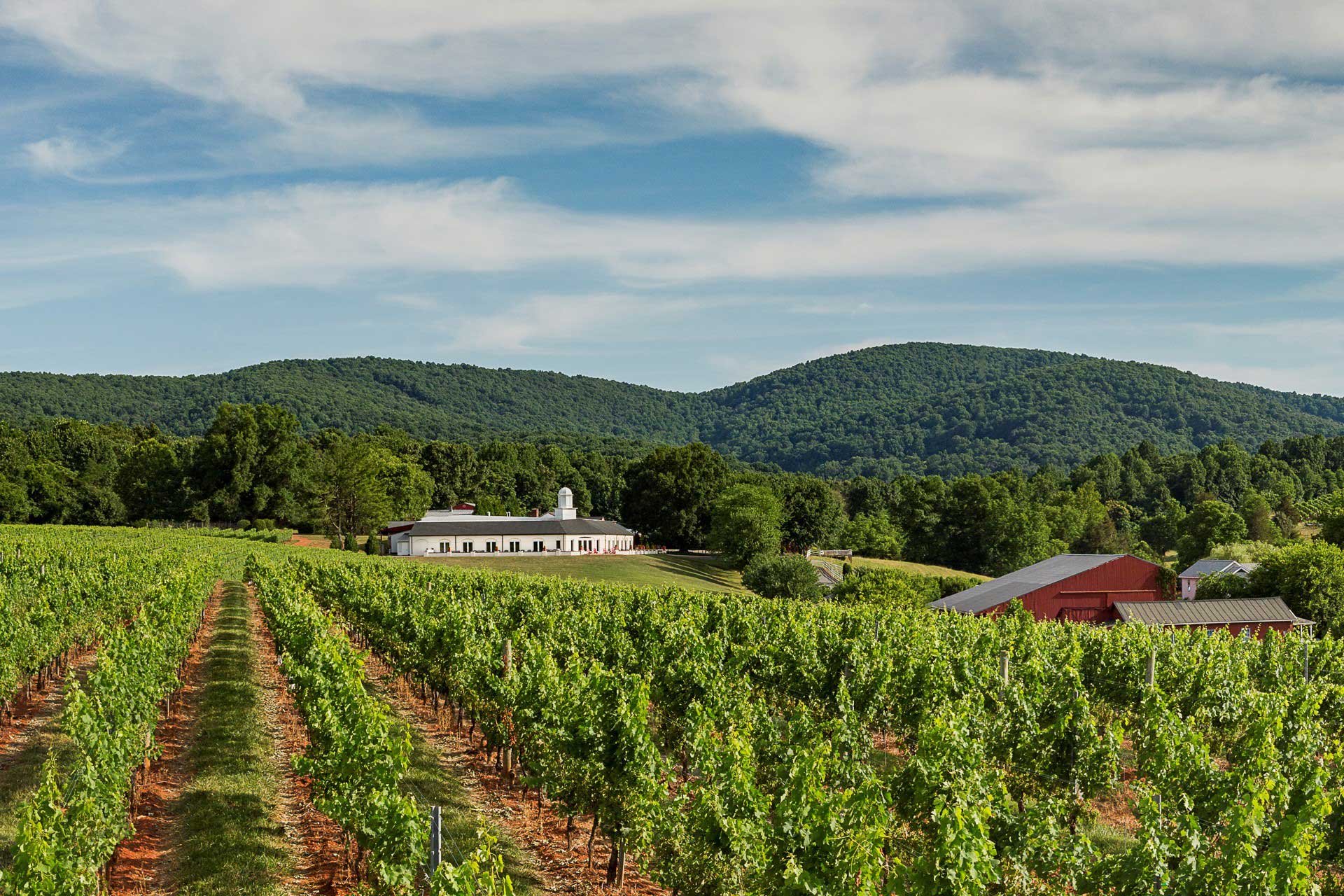 A vineyard